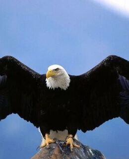 Александр Порунов